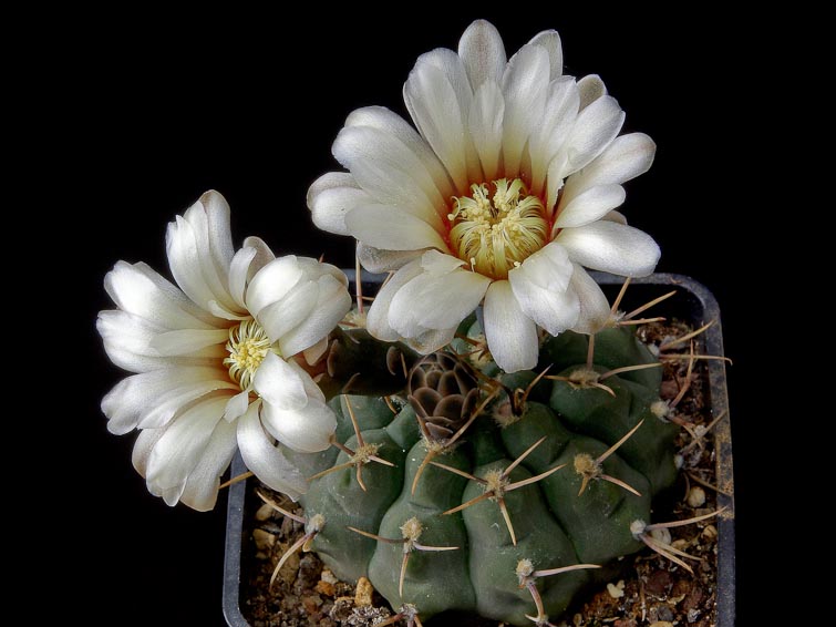 Gymnocalycium intertextum